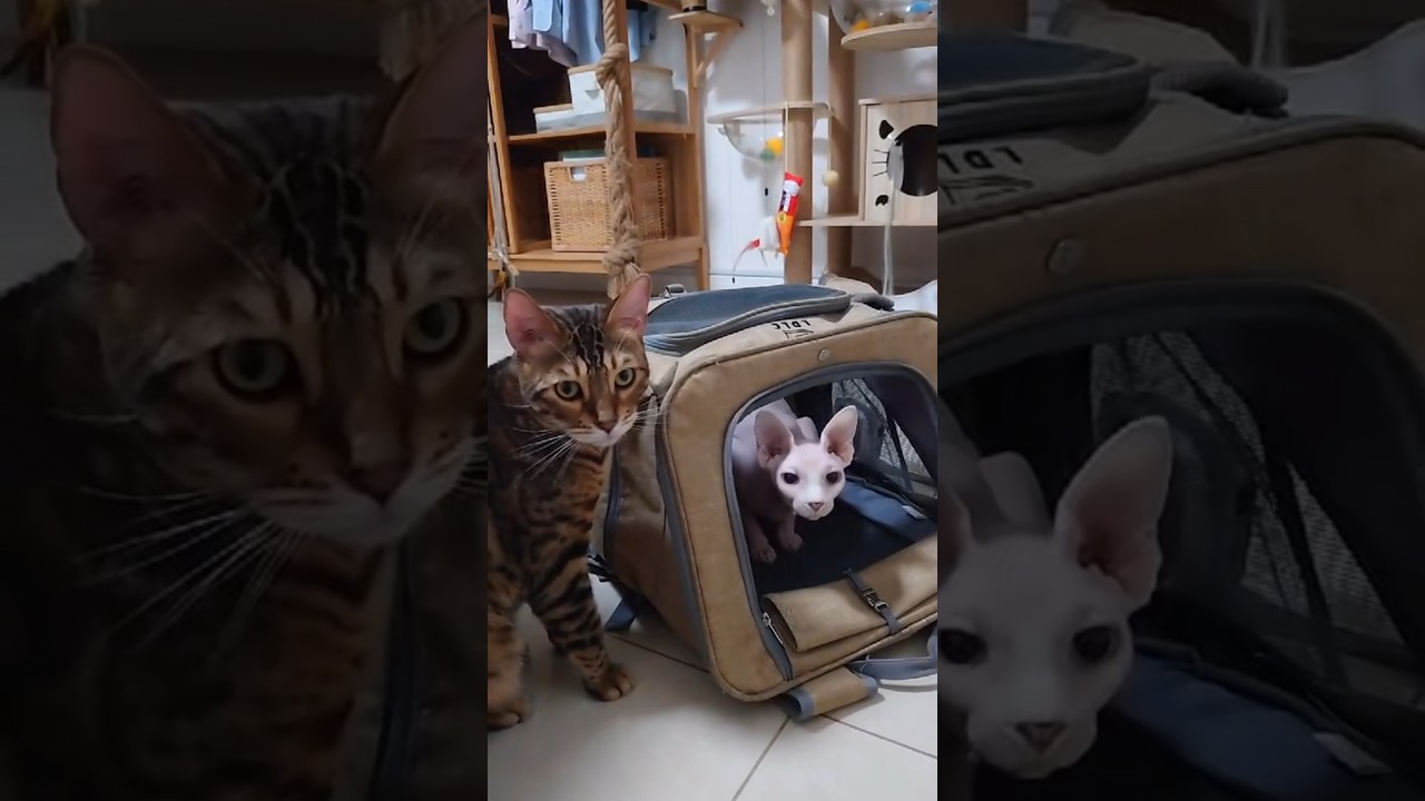 病院に行く準備万端の毛のない猫【スフィンクス猫】