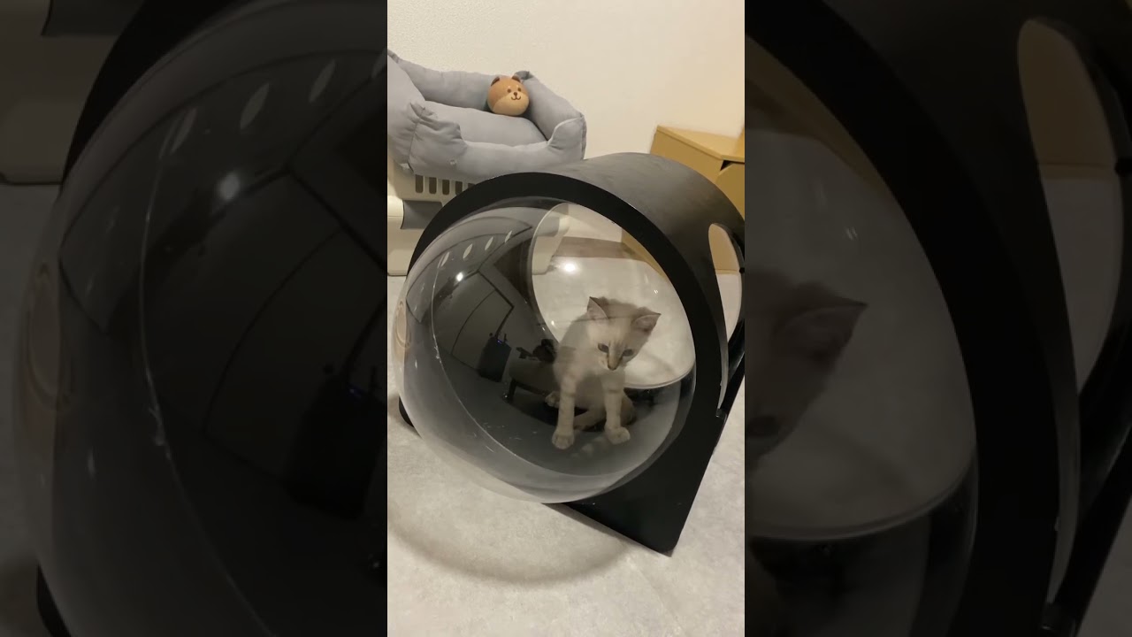 透明？どないなってるん？　#元保護猫　#シャムトラ　#シャムミックス　#cat #猫耳 #kitten #シャムmix  #子猫 #猫耳