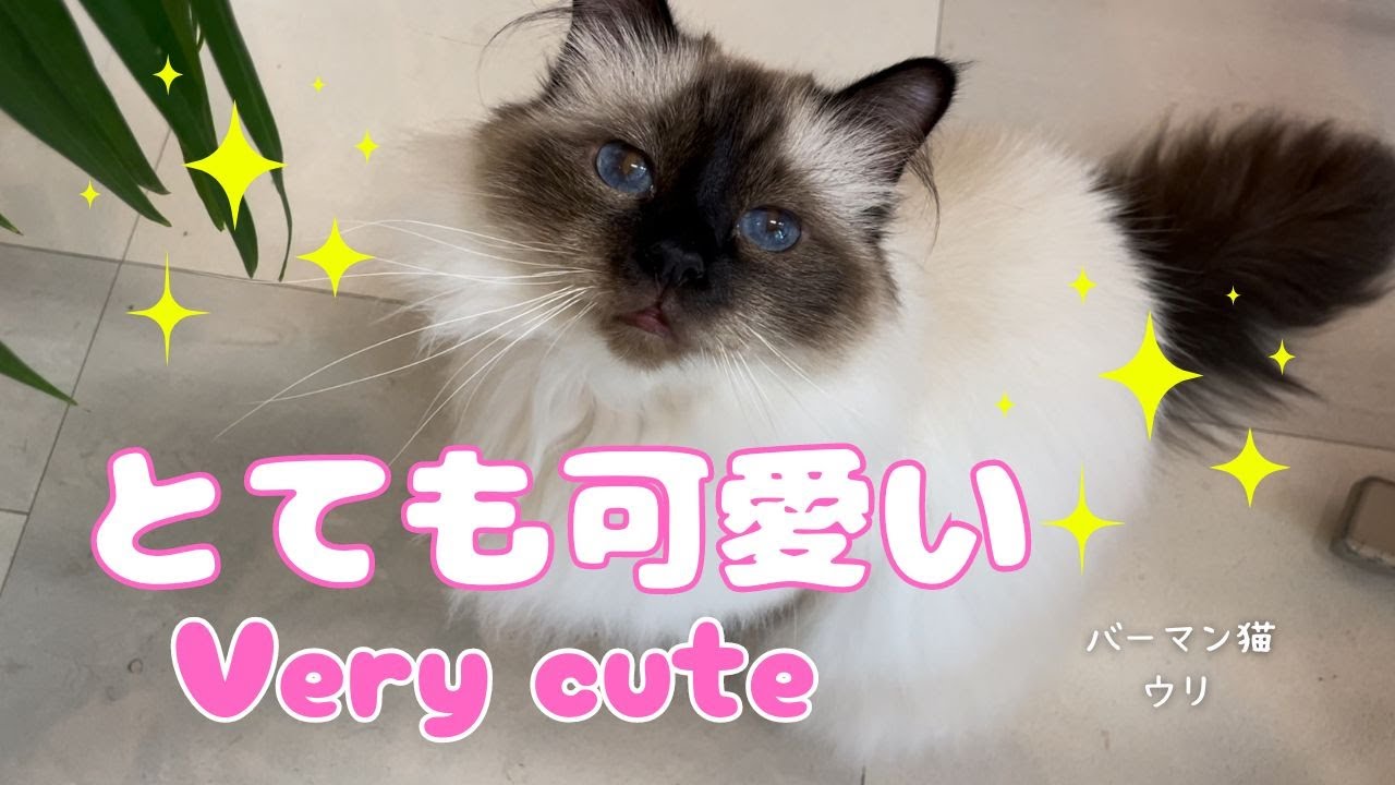 バーマン猫ウリ【とても可愛い】Very cute（バーマン猫）Birman/Cat