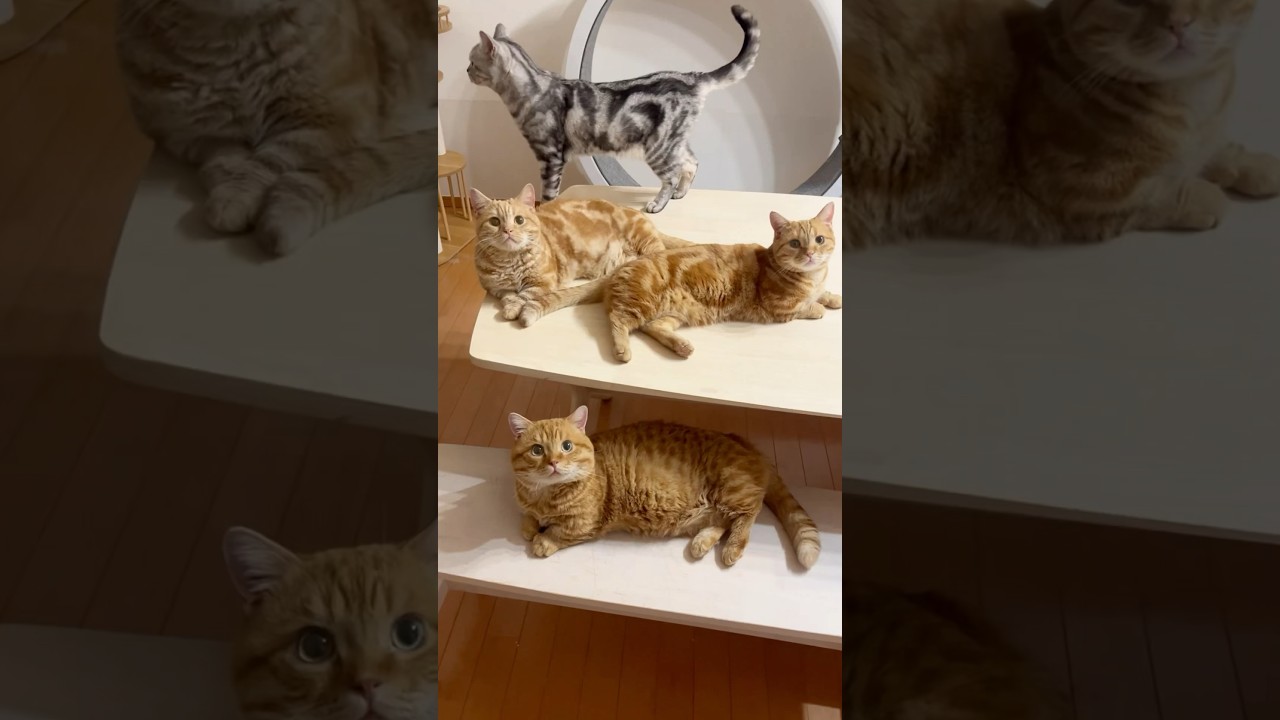 スター誕生 #猫 #マンチカン #shorts