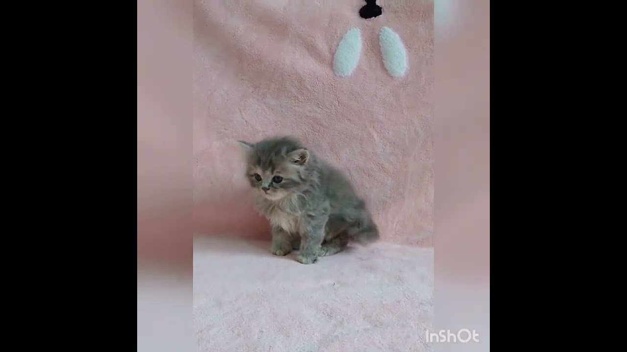 ラガマフィン まんまるお目々の美猫ちゃん♡　ふわふわ　もこもこ