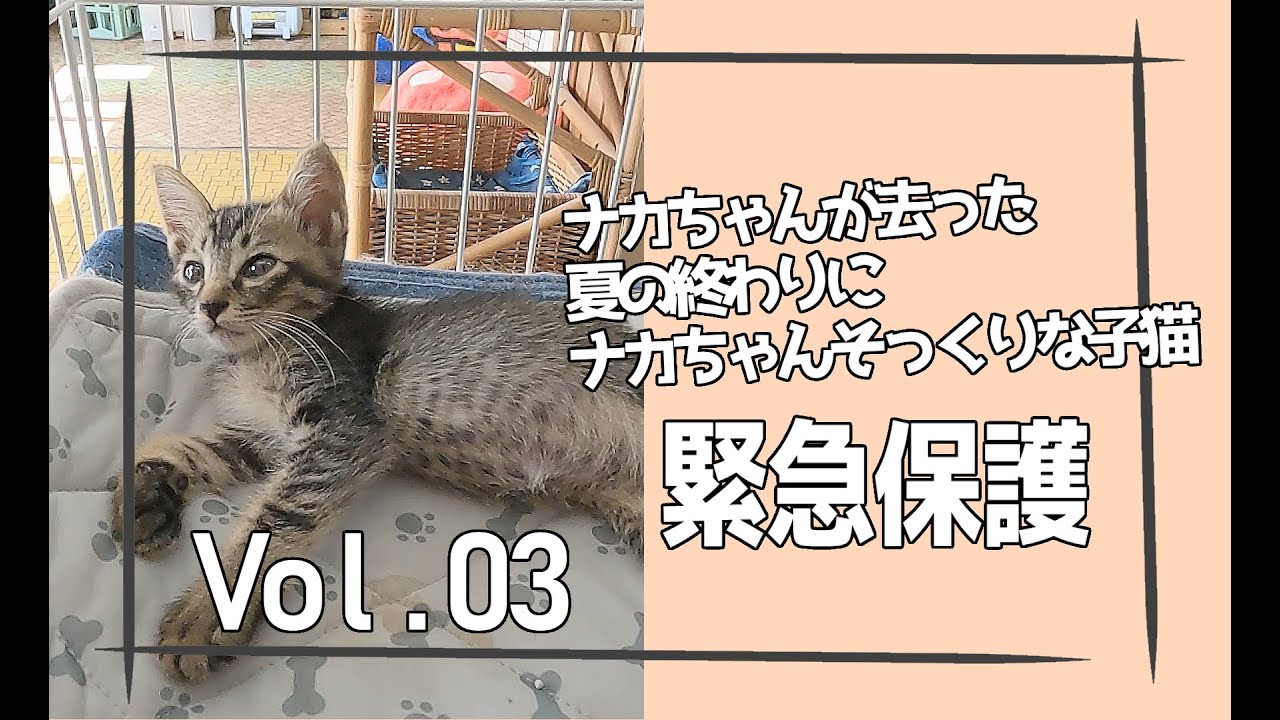残暑厳しい夏、生後１ヶ月くらいの子猫を緊急保護しました🐈️Vol 03🐈️#保護猫 #cat #kitten