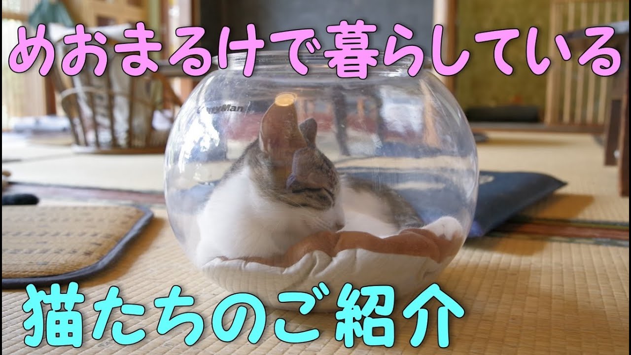 【猫たちのご紹介】と【お知らせ】（2024年8月現在）