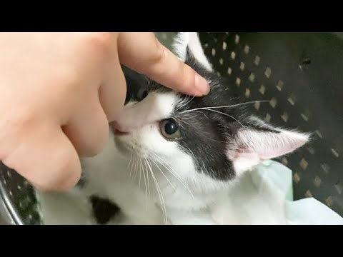 保護子猫が新しいお家へ行きました