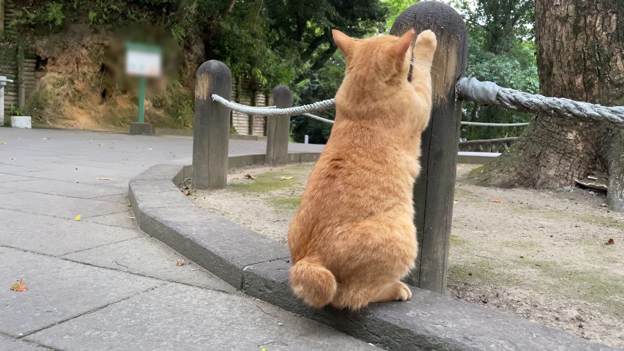 ナデナデ満足して爪とぎに行くボブテイル茶トラ猫さんの後ろ姿にキュンとした