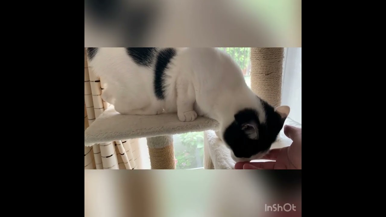 「パパさんになぜてもらうにゃ」