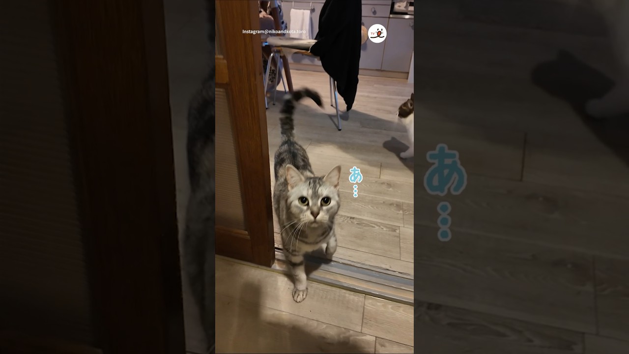 少し切ない帰宅｜PECO #マンチカン #茶トラ #スコティッシュフォールド #保護猫  #munchkin #redtabby #redtabbycat #scottishfold