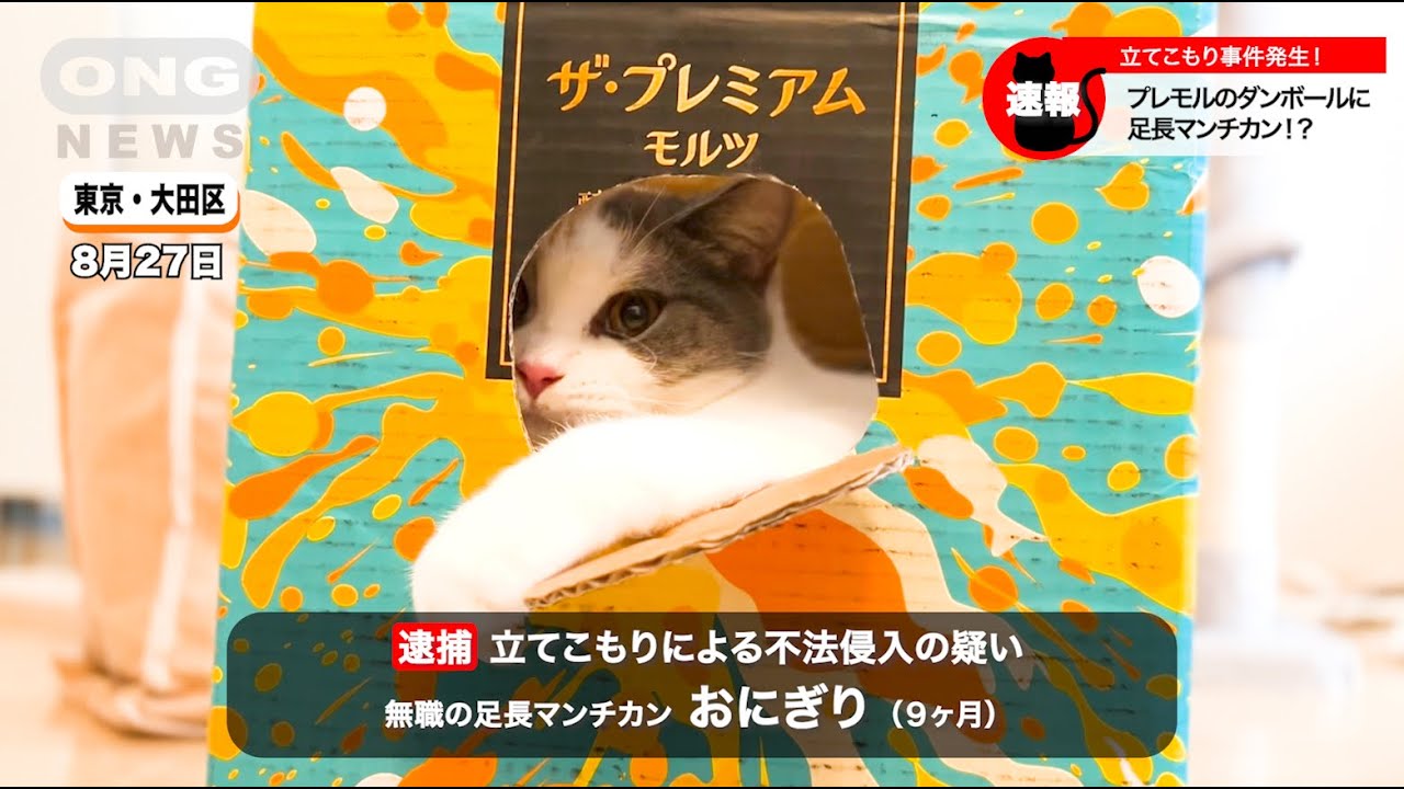 ビールのダンボールに立てこもる凶悪マンチカン #cat #lovely #cute