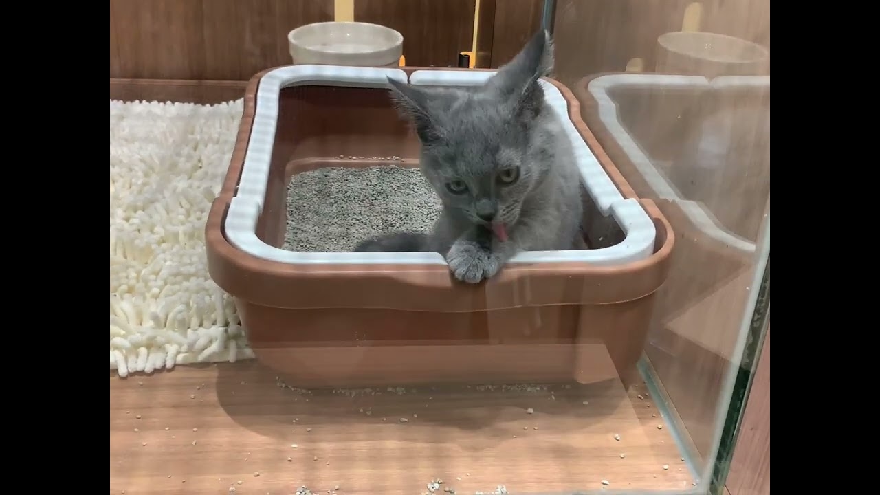 シャルトリュー