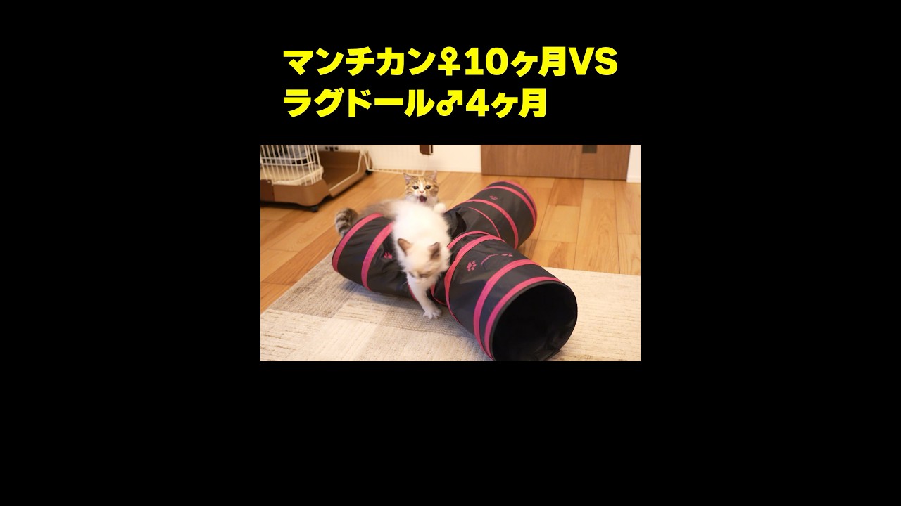 短足マンチカンvsラグドール 喧嘩じゃれあい #shorts  #ねこ