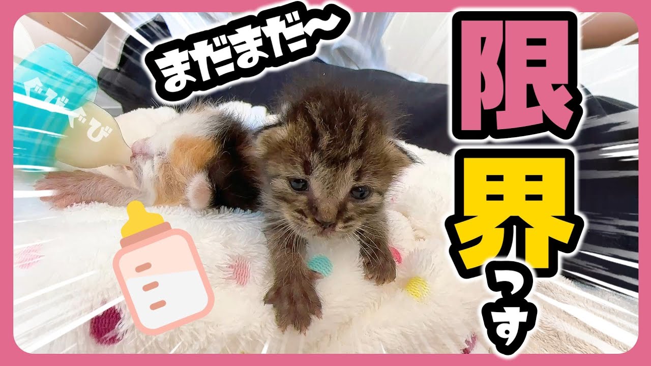 【子猫】ミルクまたミルクそしてミルク、寝る前もミルク「哺乳瓶だと味が違うんだよね」【保護猫生活5日目】