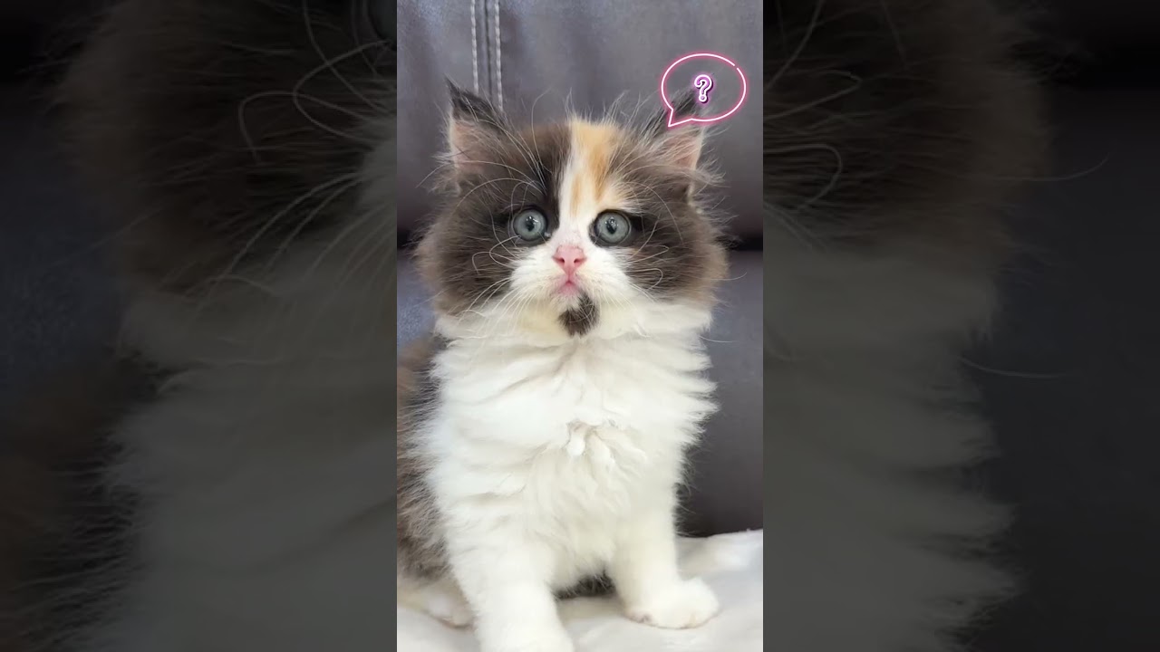 渋谷店の可愛いラガマフィンちゃん🐱♪