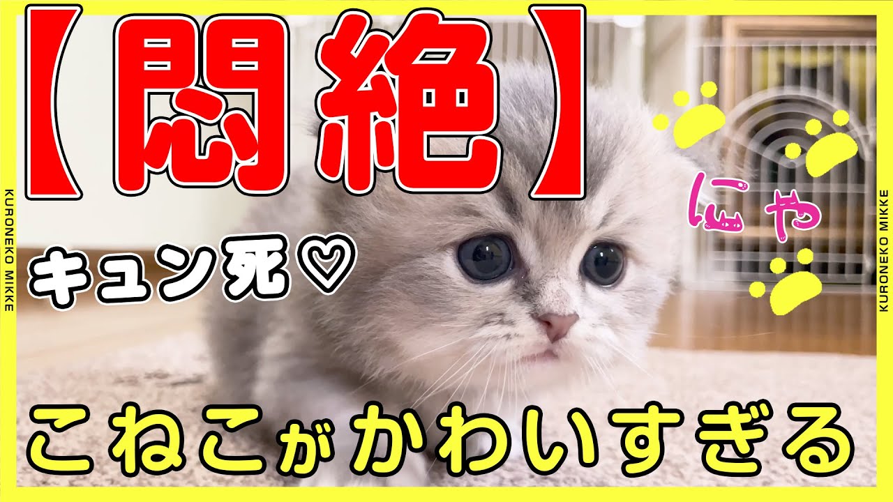 【悶絶】控えめにいって可愛すぎる子猫たち【キュン死】#猫 #クロネコみっけ #ヤマト運輸 #クロネコヤマト #こねこ便420