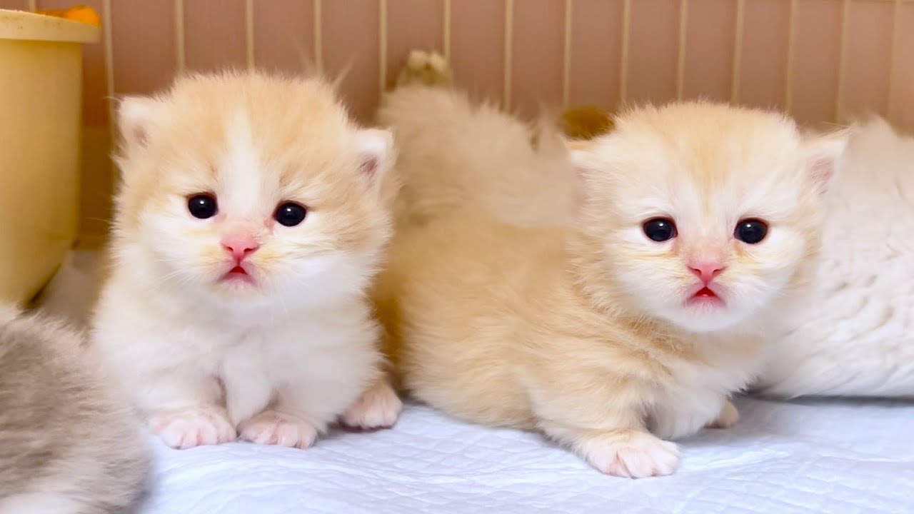 【マンチカンの子猫】２匹子猫が揃うと最強な件 ～猫のいる生活Vol.1006～出産動画 マンチカン短足・ミヌエット・ペルシャ猫専門ブリーダー『ペット蔵人』【子猫の成長記録】