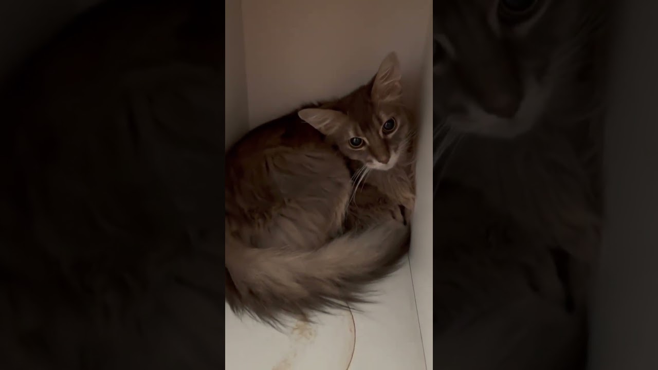 Hide and seek Leon #cat #ねこねこ #cuteanimal #kitten #cutecat #cute #猫 #catcute #ねこ #猫猫