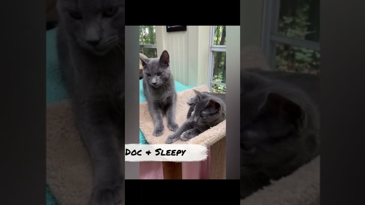 @Have You Ever? #bigcanoeanimalrescue #cat #cuteanimals #kittensresue #kittens #cute