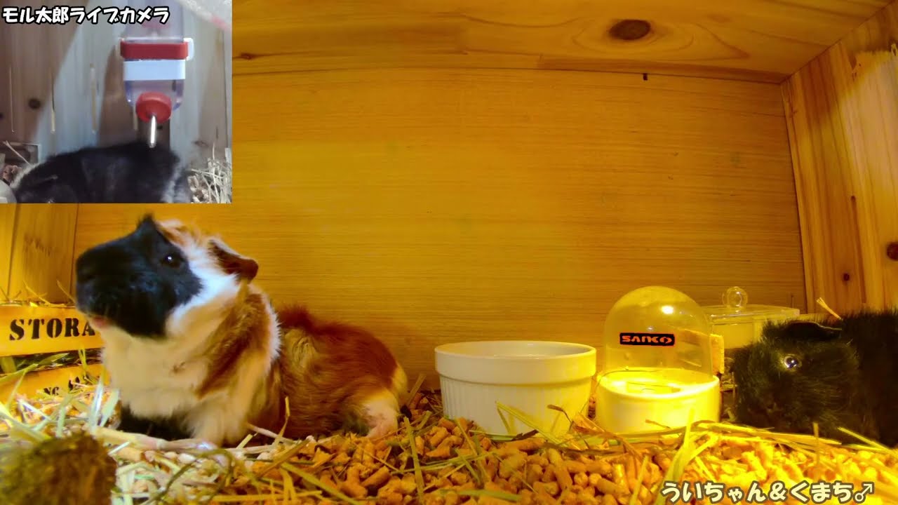 モル太郎ライブカメラ　guinea pig !!