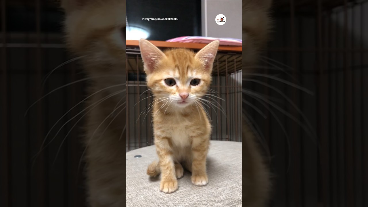 保護子猫さんの前にごはんが運ばれると…❤️｜PECO #子猫の鳴き声 #子猫 #保護猫 #子猫のいる生活 #kittenmeowing #kitten #rescuedcat #kittenlife