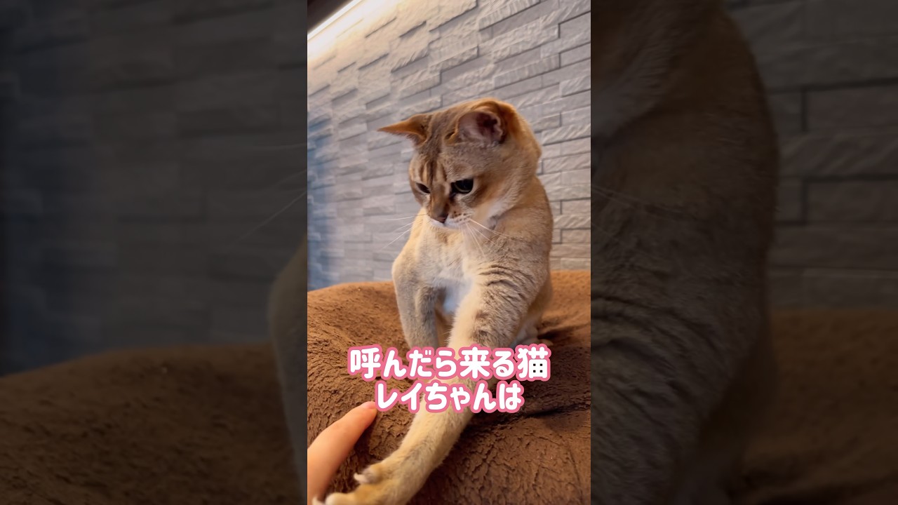 ご飯で飛んでくるレイちゃん #シンガプーラ #cat #shorts