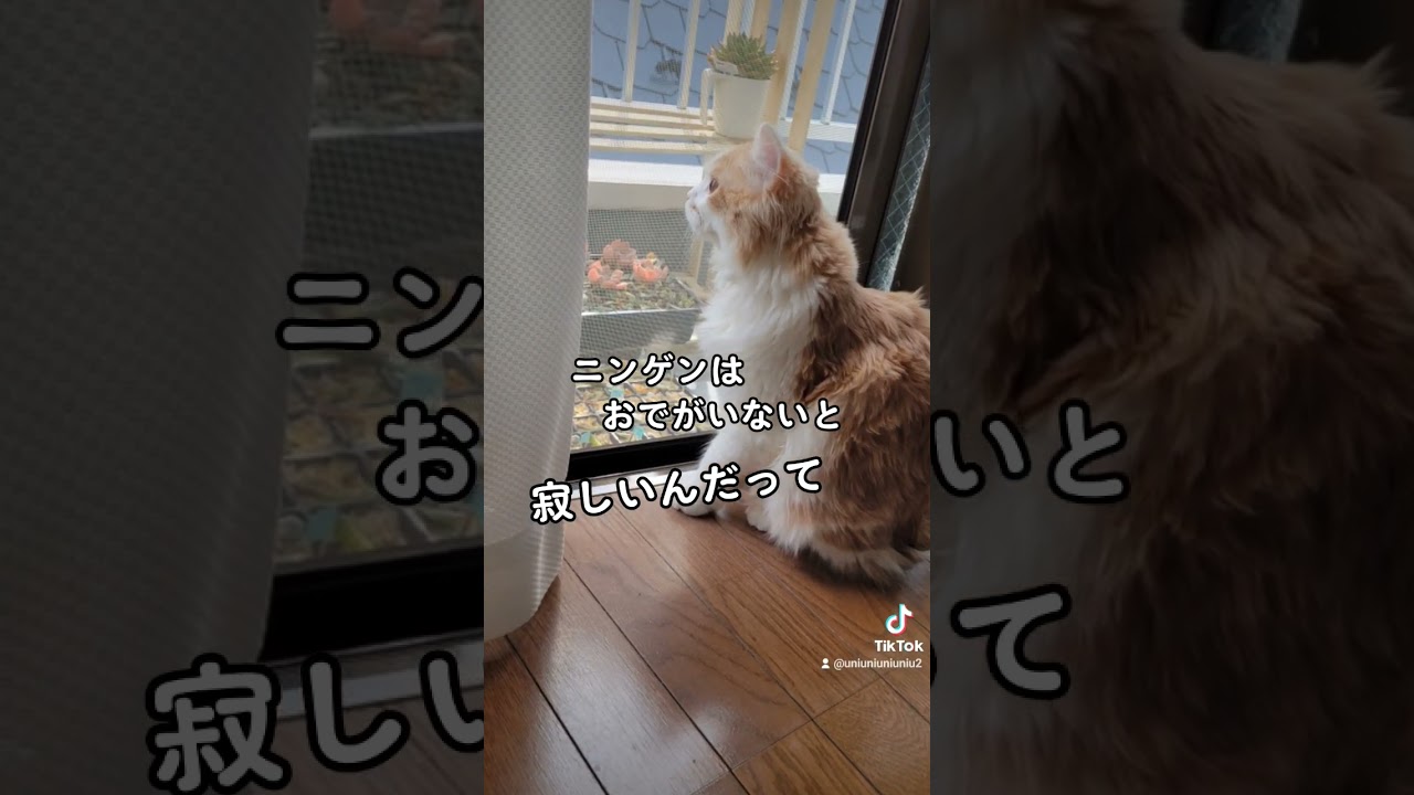 【子猫】マイホームにゃ#ラガマフィン #猫動画 #cat #shorts