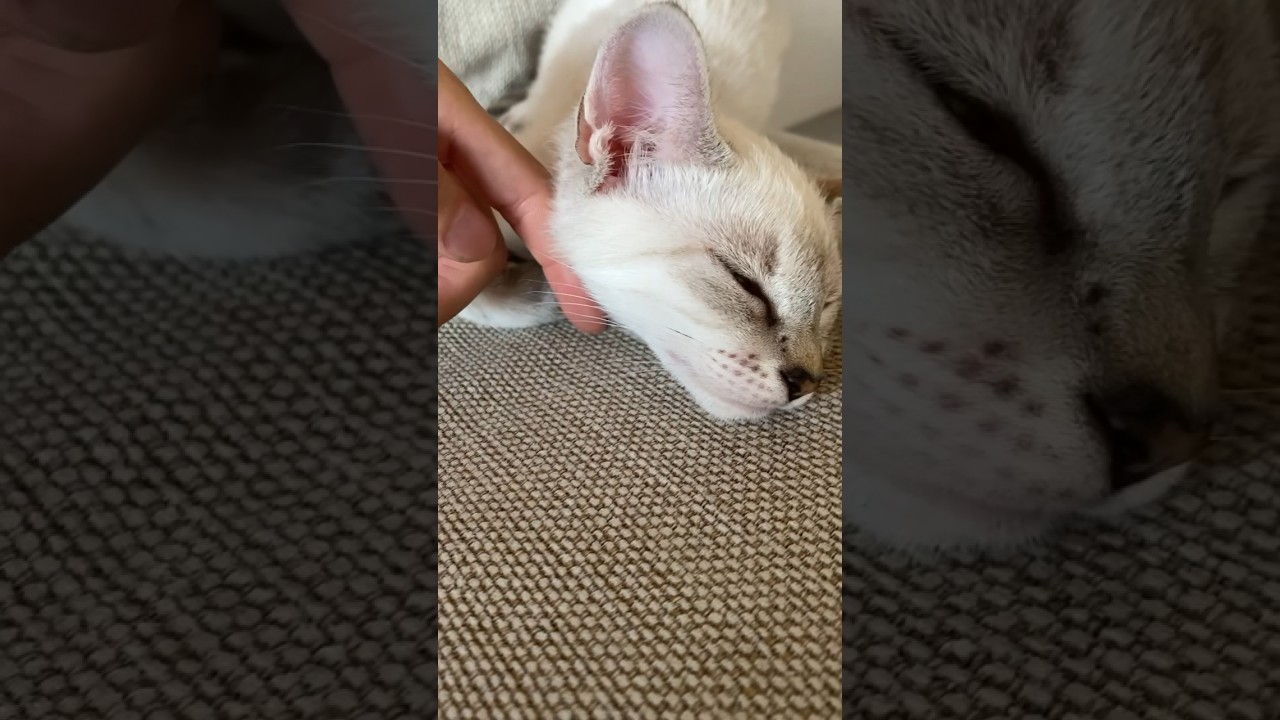 ん？まあ、撫でていいよ　#元保護猫　#シャムトラ　#シャムミックス　#cat #猫耳 #kitten #シャムmix  #子猫 #猫耳