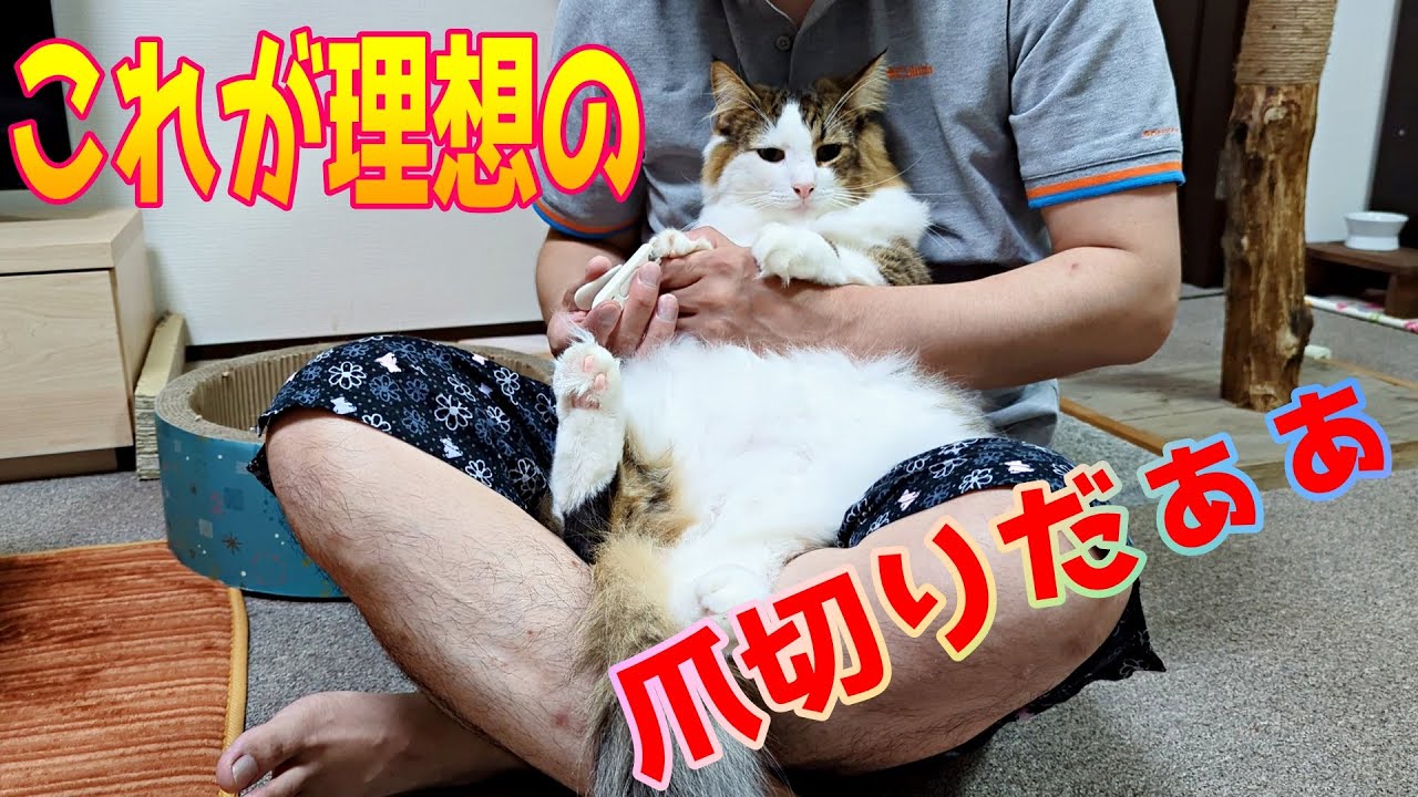 理想の猫の爪切りがこちらです【ノルウェージャンフォレストキャット】