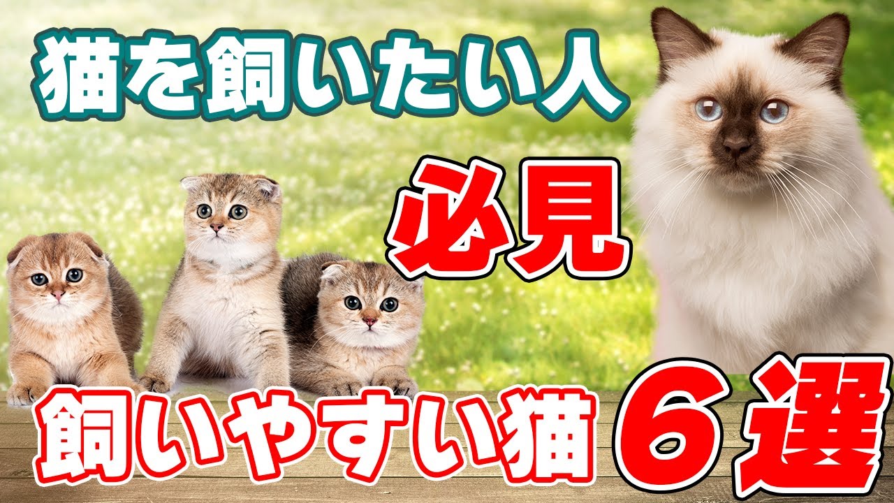 猫を飼いたい人必見！飼いやすい猫6選