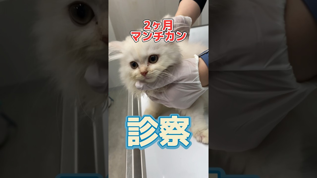 下痢が止まらない2ヶ月のマンチカンが動物病院にやってきた！