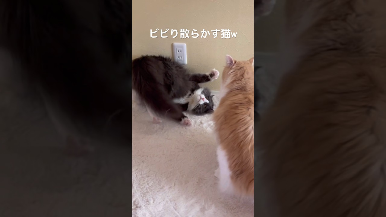お兄ちゃんを怒らせちゃったターキッシュアンゴラwww#ターキッシュアンゴラ #ねこ #ノルウェージャンフォレストキャット #norwegianforestcat #shorts