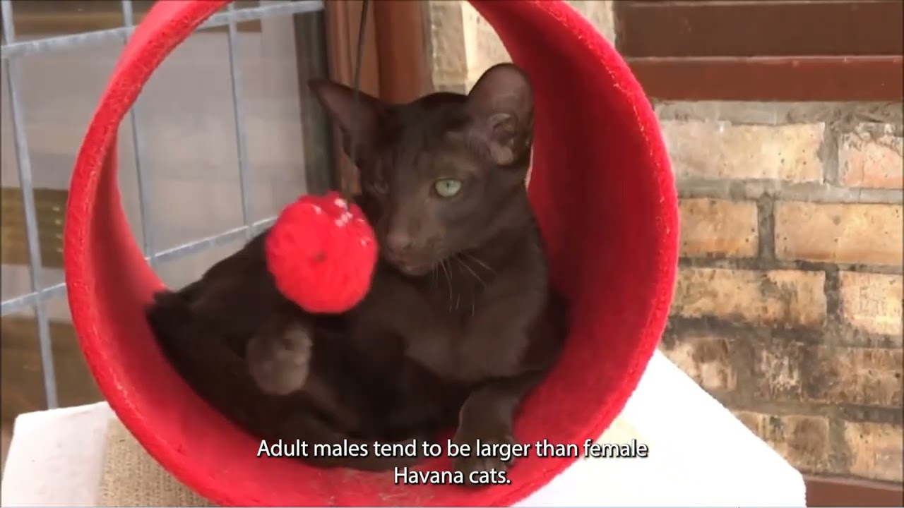 Havana Brown cat care and characteristics