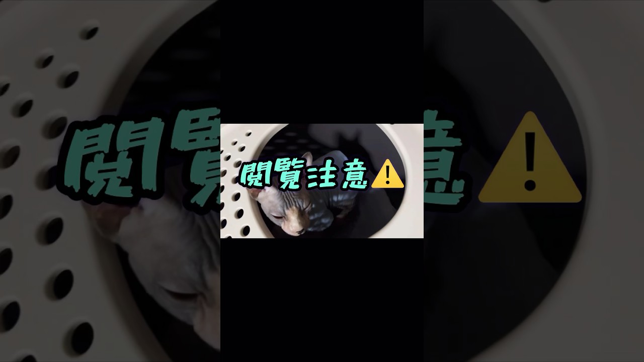 スフィンクス猫の飼い主についての･･･#shorts#猫#cat #sphynx