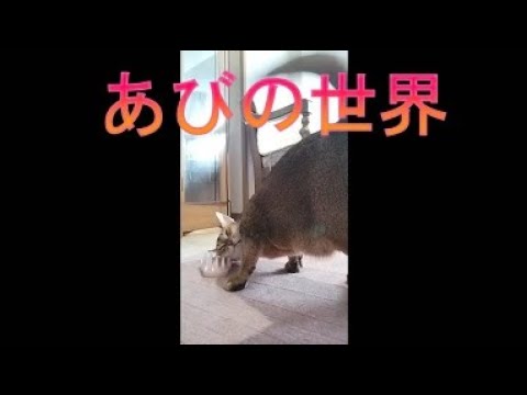 ネコ動画あび＃4067 　あびの毎日　アビシニアン　あび