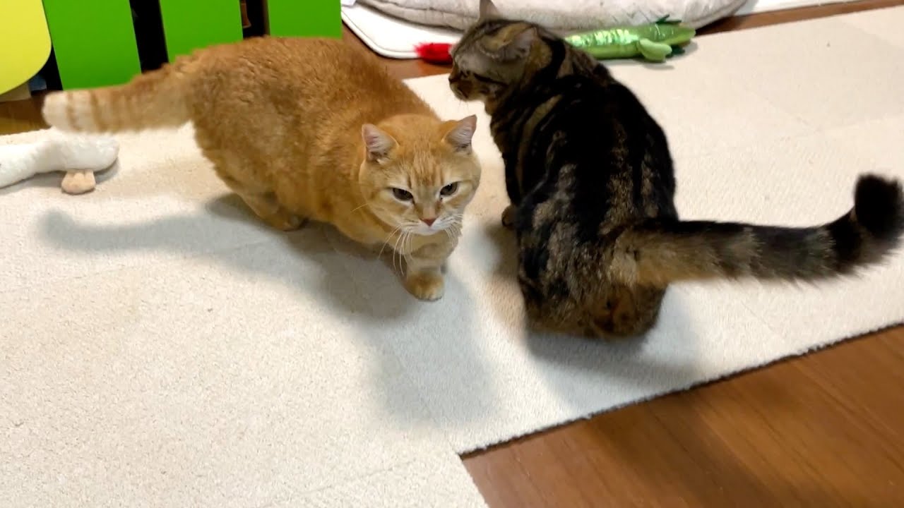 今日のおかえりプリン＆メル