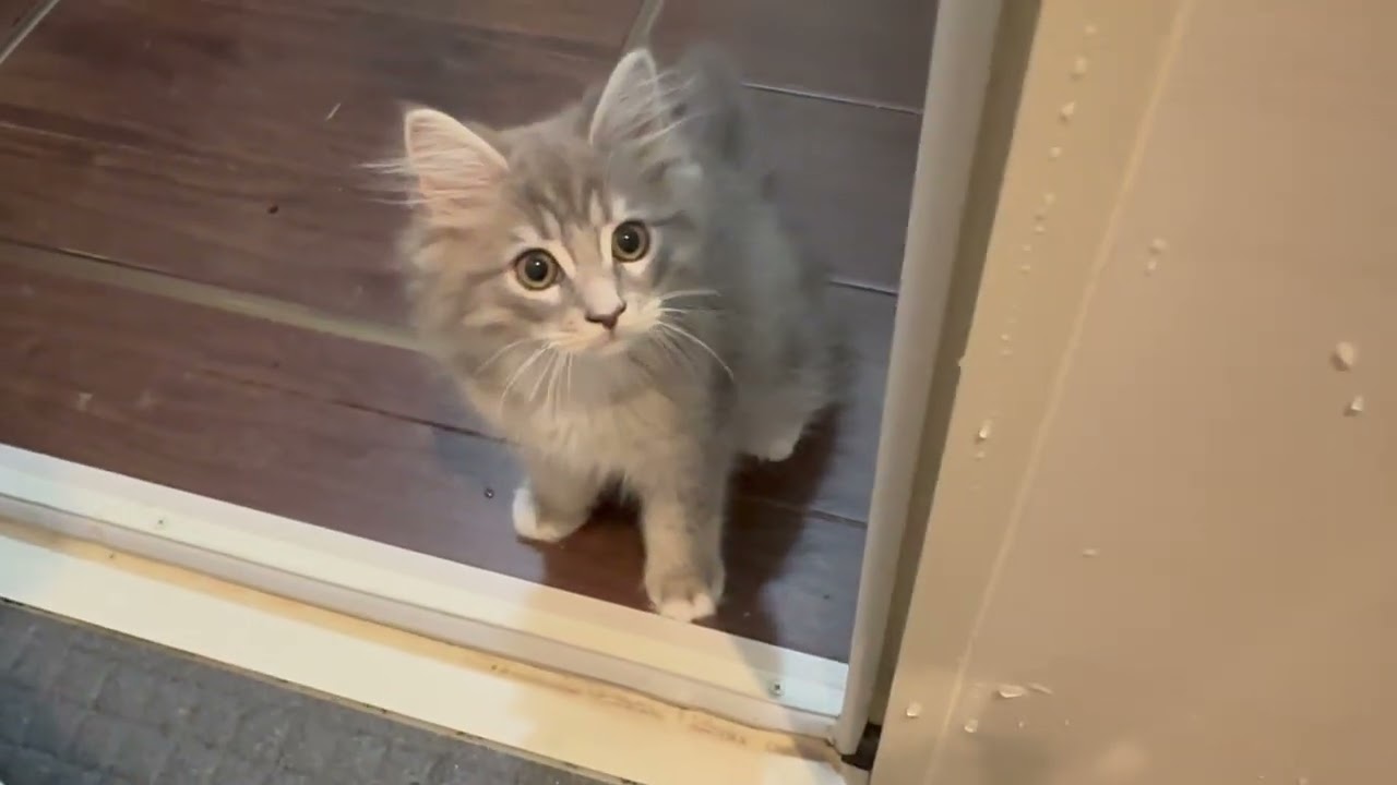 お風呂待ちをする猫　サイベリアンA cat waiting for a bath. Siberian
