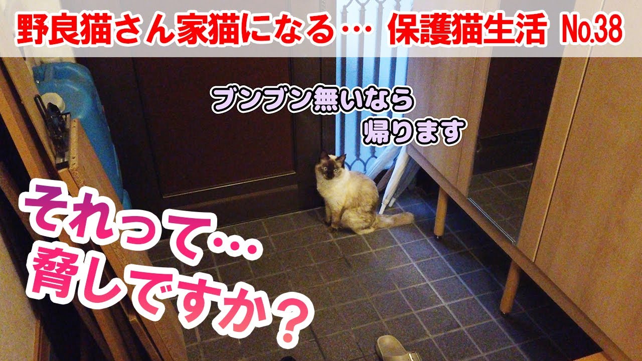 シャムさんが帰るって脅してくるんだけど…【保護猫生活 シャムさん編 №38】＃457