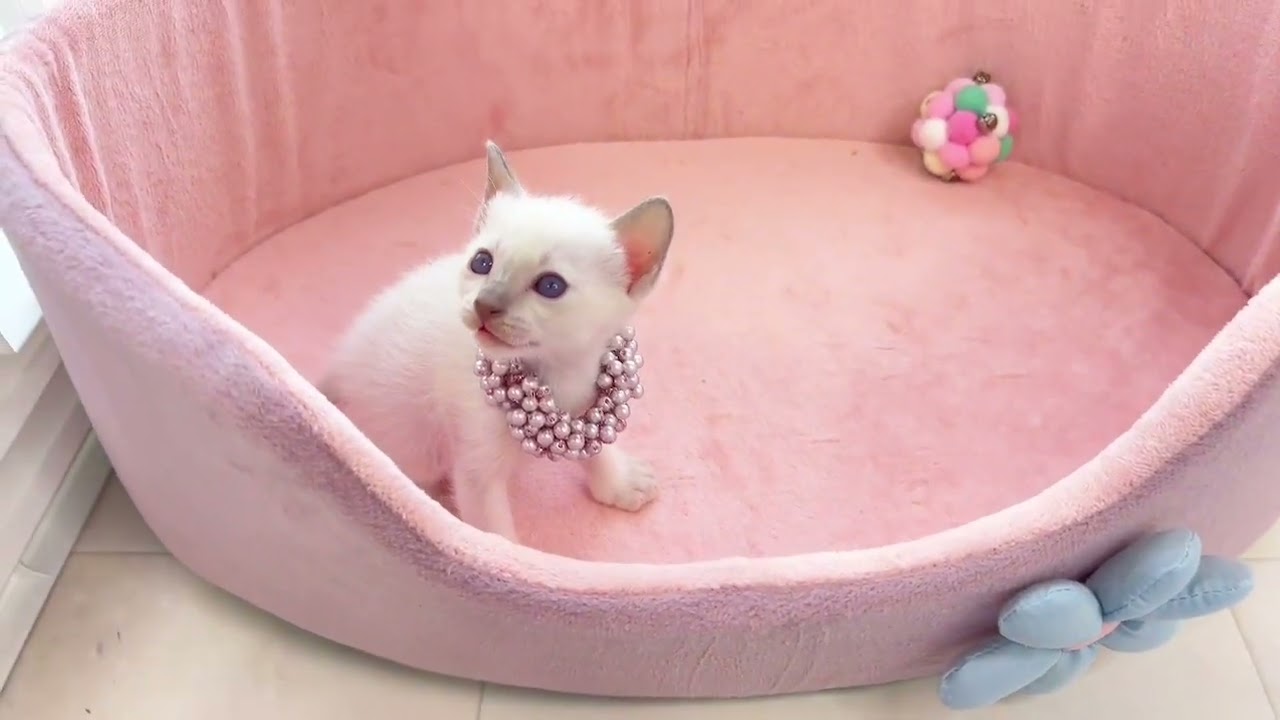 トンキニーズ 人懐こくかわいい男の子です😊🩷