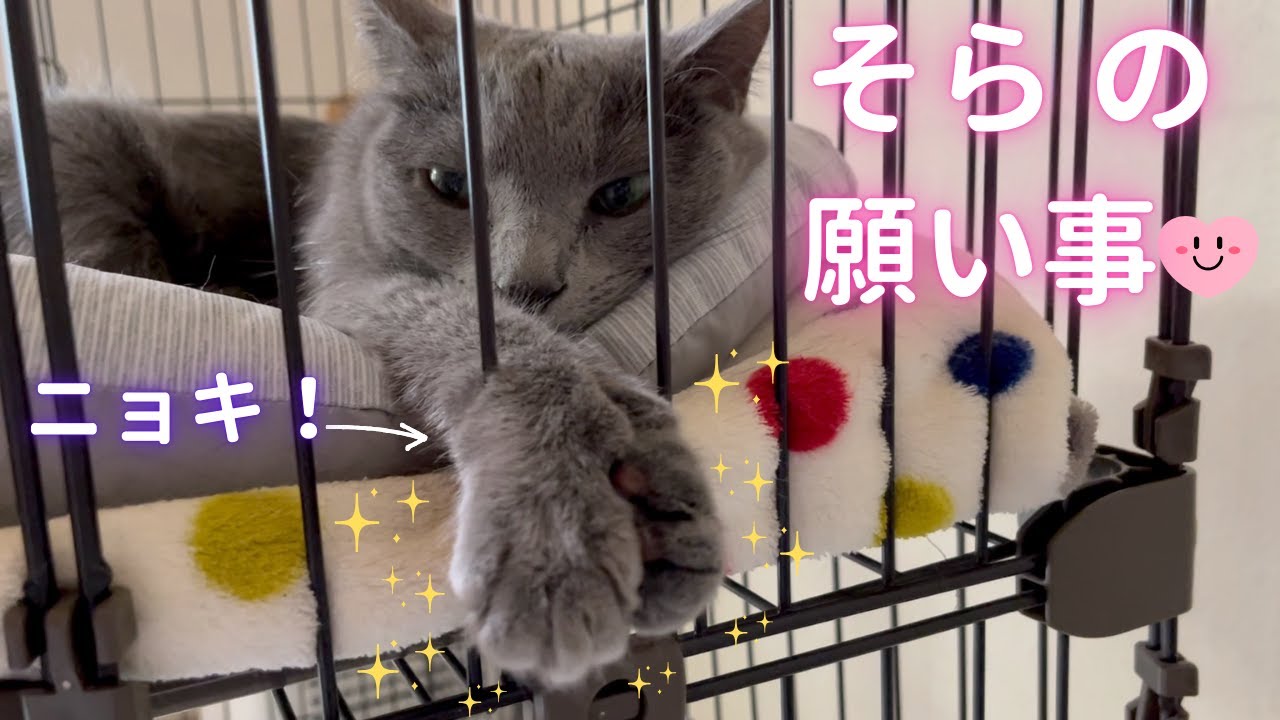 【猫ロシアンブルー】皆様、暑さ＆台風に お気を付け下さい🙇‍♀️