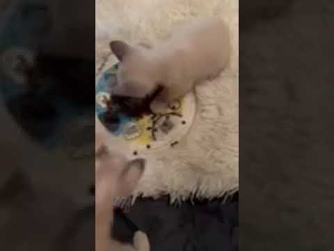 Manx Syndrome bottle babies [STORY BELOW]