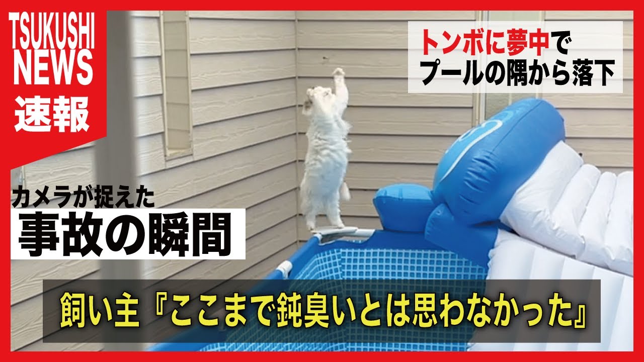【事故】猫が大型プールの中へダイブされました【関西弁でしゃべる猫】【猫アテレコ】