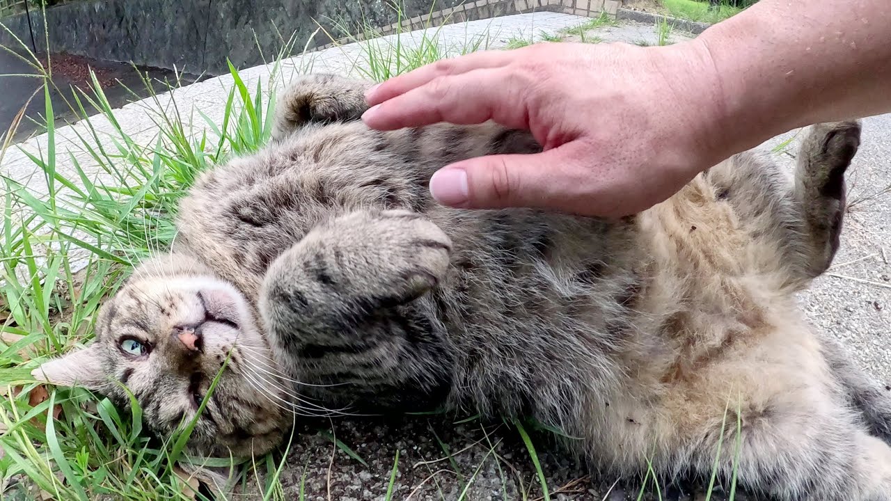 太ったキジトラ猫がノシノシと歩いてモフられにやって来た