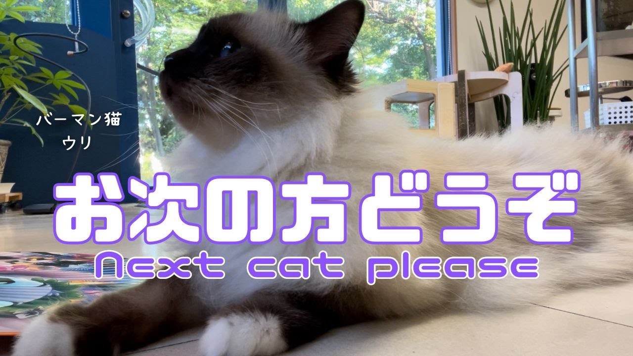 バーマン猫ウリとラフ【お次の方どうぞ】Next cat please（バーマン猫）Birman/Cat
