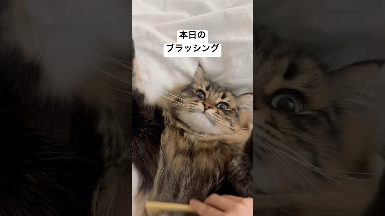 #サイベリアン #猫 #ブラッシング