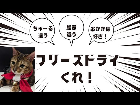 【もぅ〜待てない（●｀ε´●）】ベンガル猫、発狂！　またたび！ちゅ～る！そんなの要らん！強力な……あれくれ！　メンヘラ猫ちゃん　