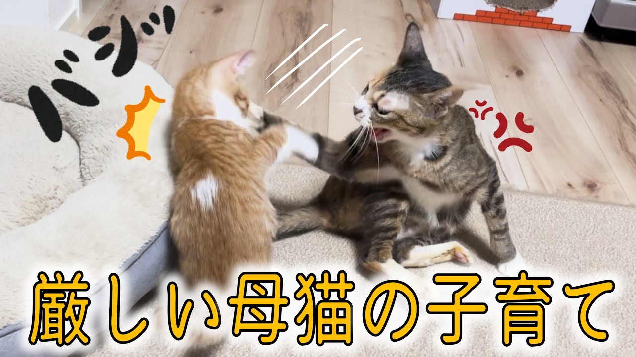 子猫を殴る噛む！子離れママ猫の子育て現場／子猫たちと布団で寝たら最高の朝が来た