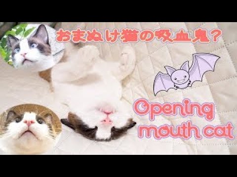 口を開けてる事が多い猫の口開けシーンをまとめました Open mouth cat