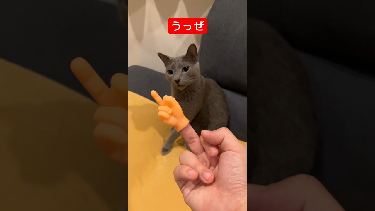 ファッキン飼い主と猫#猫 #ロシアンブルー #russianblue #cat