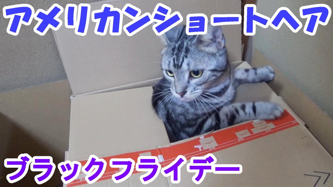 アマゾンブラックフライデーでお買い物（アメリカンショートヘア）