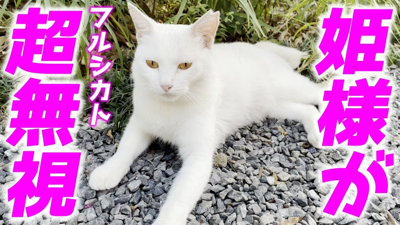 パパが庭子猫に話しかけるけど無視され続けていました…笑[三毛母猫の子猫]