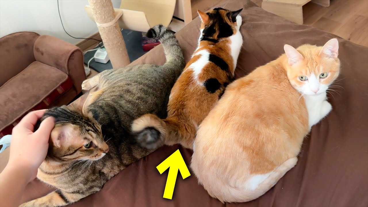 寂しさがMAXになってしまった三毛猫が泣きながらやってきて…
