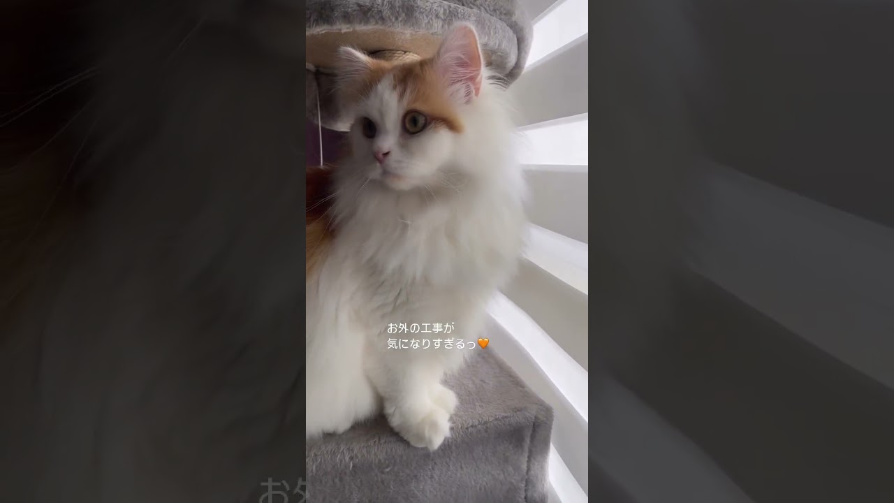 【猫の日常】ちょっと何してるか見せてくれますか？ニャ #猫#ねの#cat#マンチカン#癒し